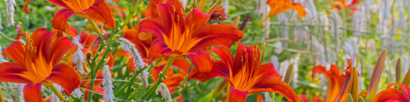 Dailily, hemerocallis, daililies